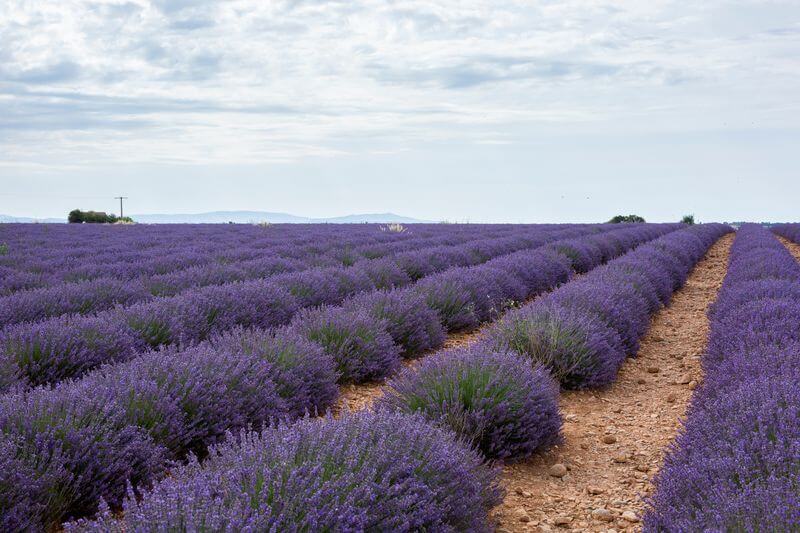 Lavender fields in Provence, France