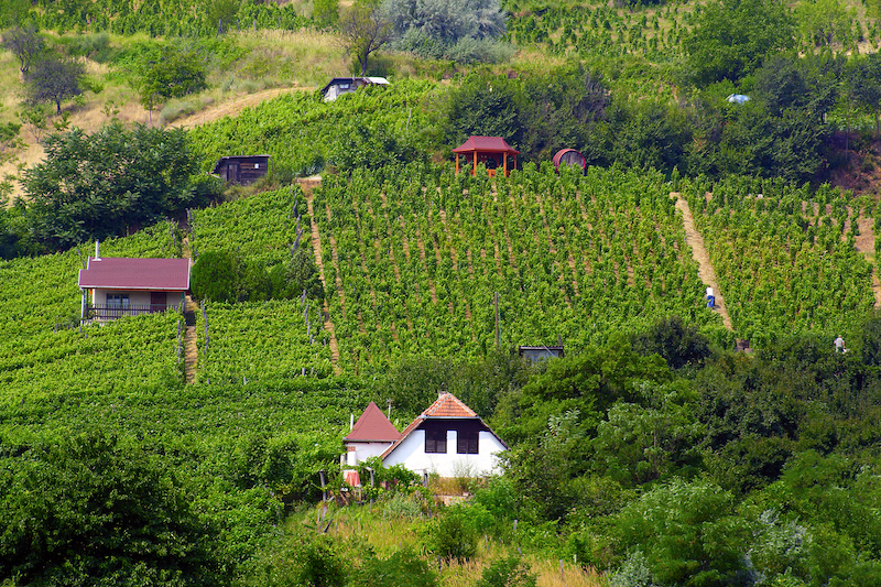 verdant woodland and vineyards of the Tokaj wine district in Hungary