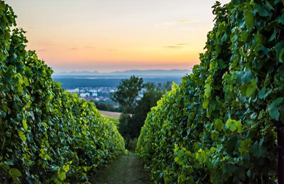 tokaj-wine-tasting