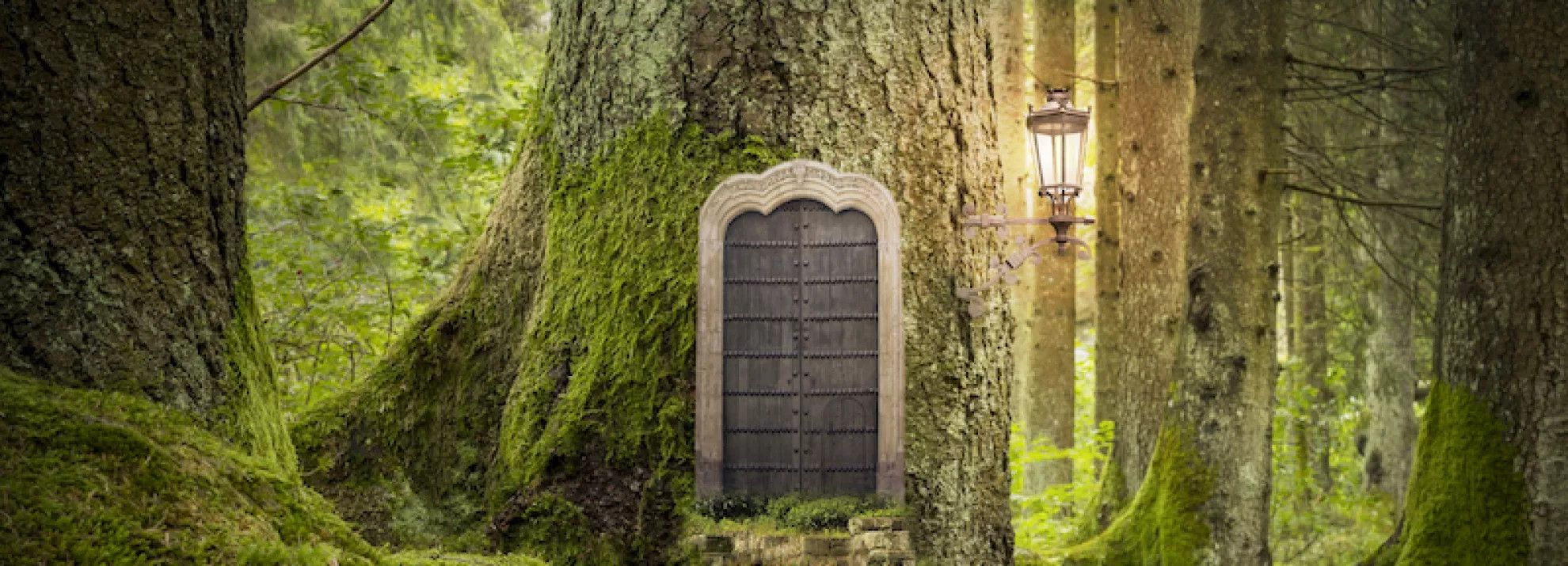 Photo of a door in a forest