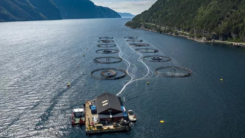 An aerial vew of a salmon farm in Sweden.