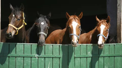 A group of Thoroughbred Newmarket Studs idling in a Stable.
