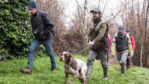 Travellers and a hunting hound go hunting for valuable truffles.