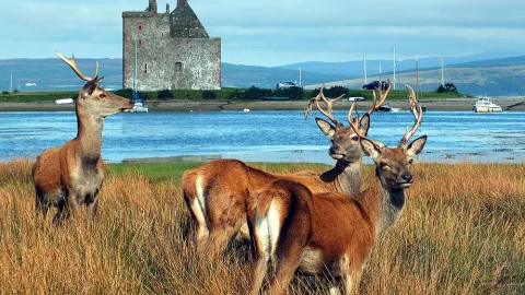 A view of the Arran coastal walk, with some highland deer grazing in the foreground.