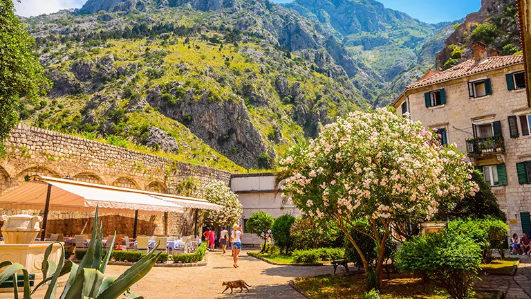 kotor