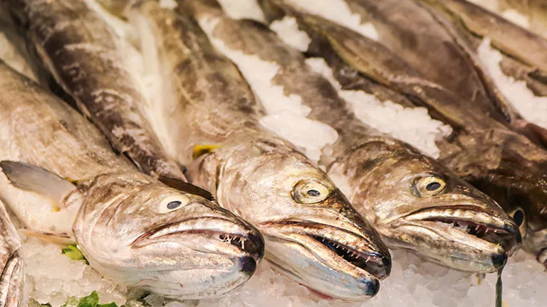 Some fresh eel in a Spanish fish shop.