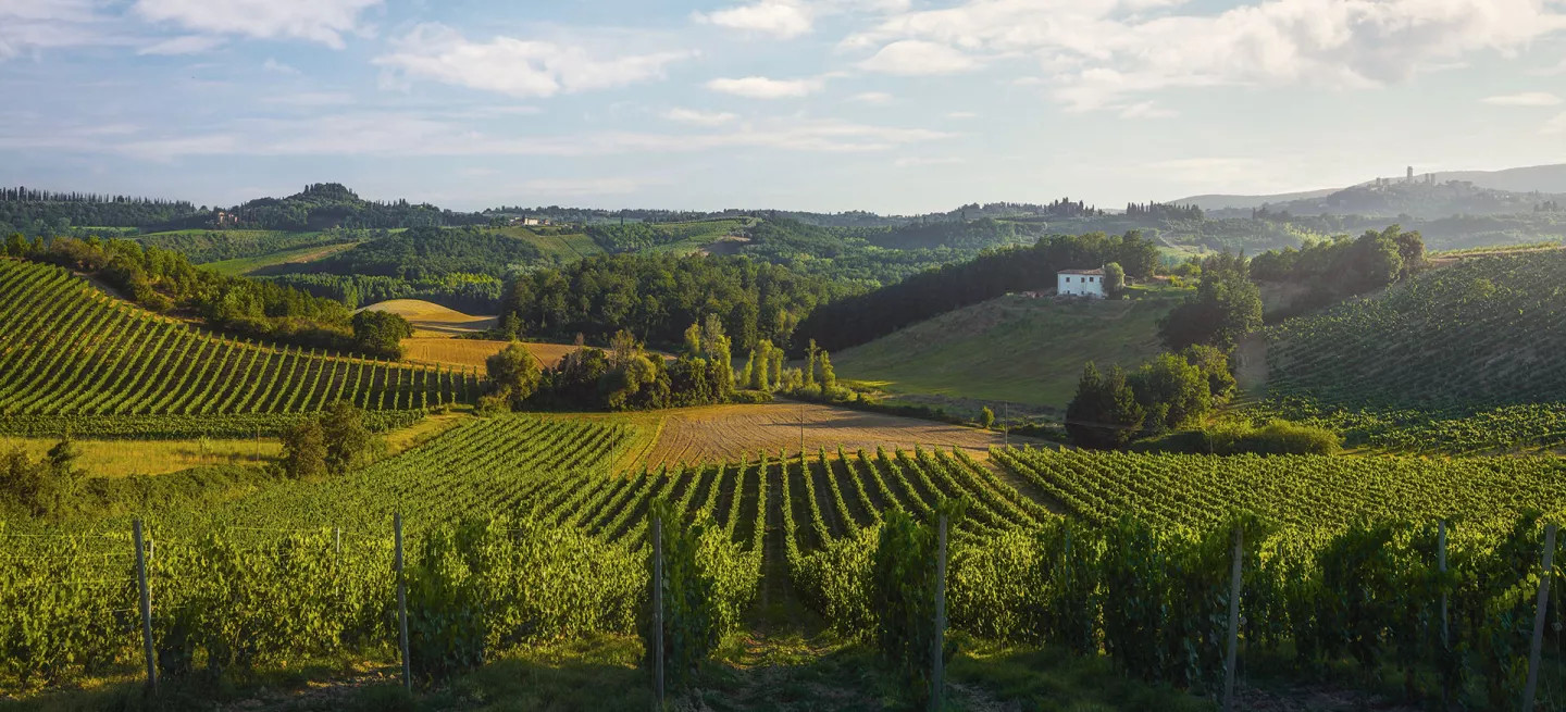 A landscape view of an Italian Vineyard.
