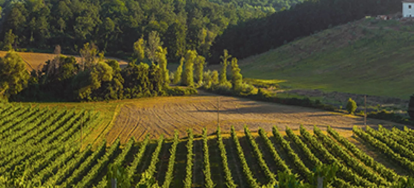 A landscape view of an Italian Vineyard.