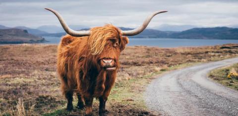 Highland Cattle