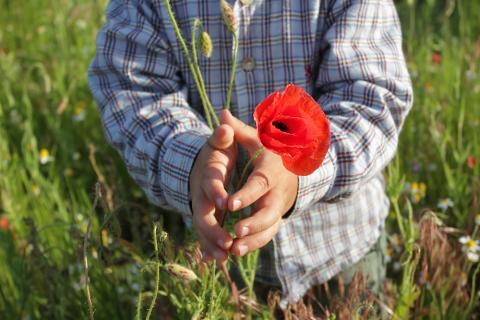 Photo of a person holding common poppy