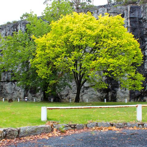 Wellington quarries