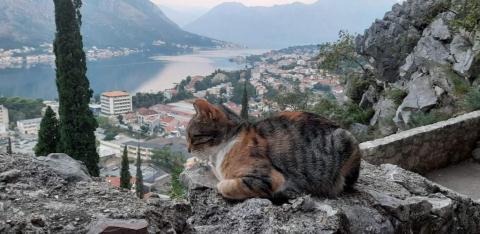 kotor