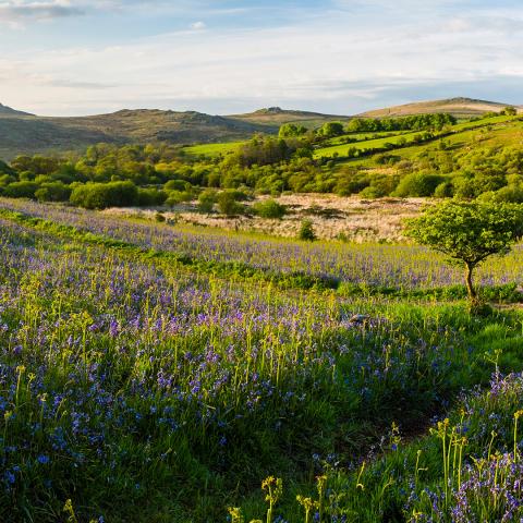 Scenic landscape shot Dartmoor