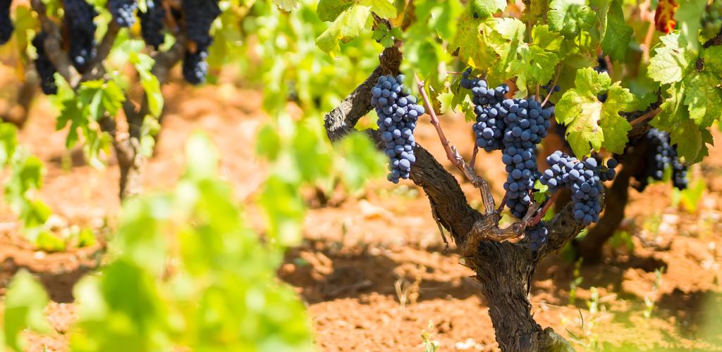 Vineyard with black grapes hanging