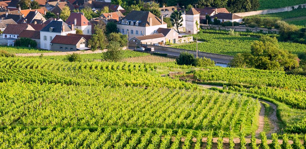 Scenic shot of French vineyards