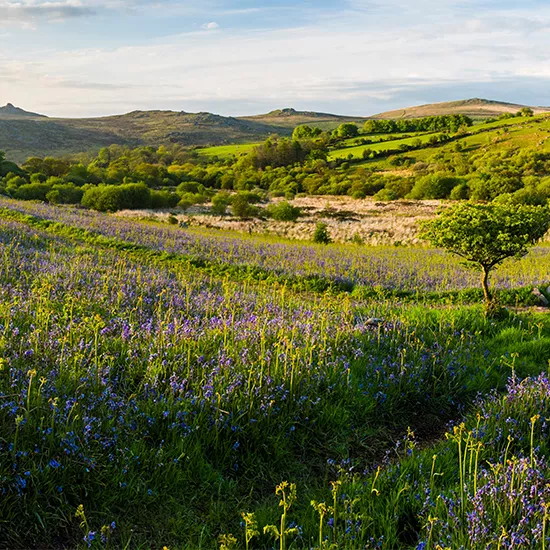 A landscape view of the flora and meadows of Dartmoore National Park.