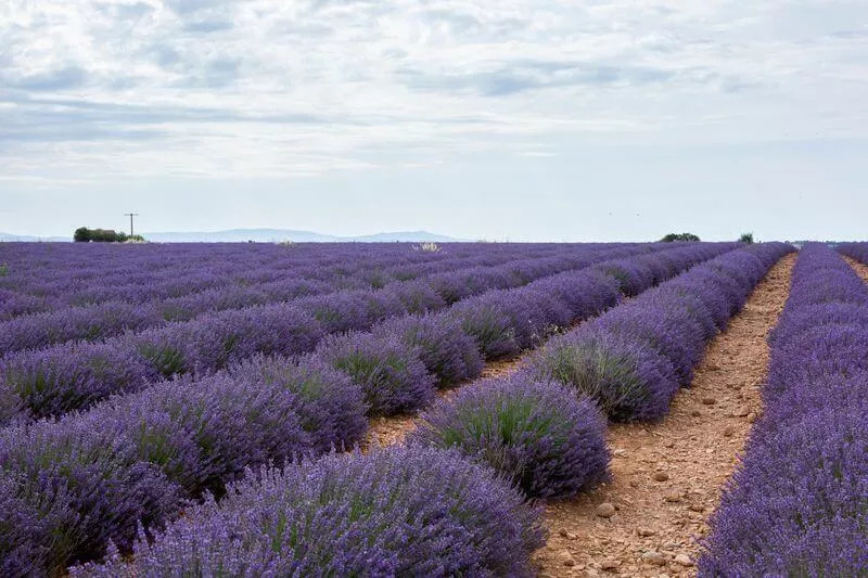 English Lavenders